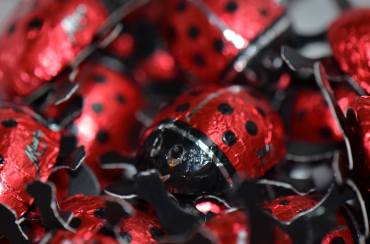 14922916_10154795932974430_1880007248_o